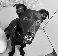 Coco Gesicht_edited.jpg