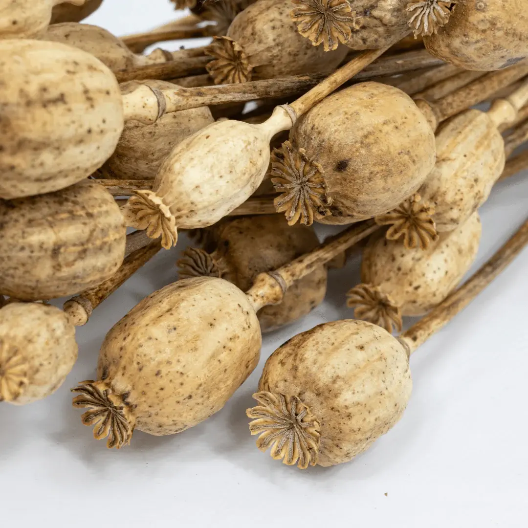 Dried Poppy Pods flowers(3lb)