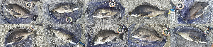 黒鯛,クロダイ,チヌ,パイプ,鳥浜,平野,平野洋一,ツ抜け,