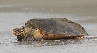 sea-turtle-costa-rica.jpg
