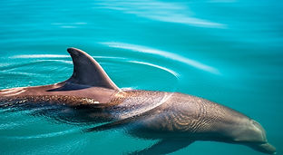 activites-tour-dauphins-golfo-dulce (2).jpg