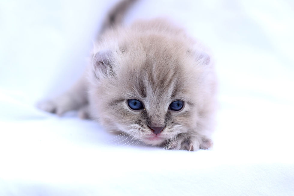 Purrfect Lynx Little Kitten