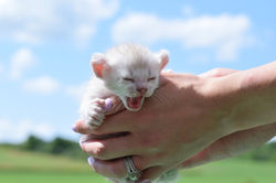 Purrfect Lynx - Highland Lynx Kittens (4