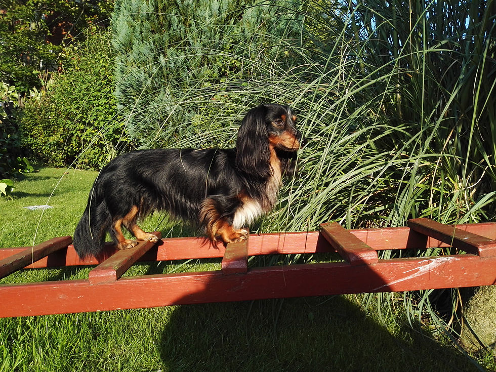 Langhaarteckel Decküde