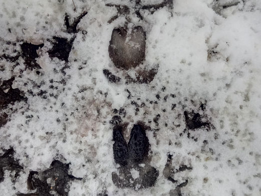 Kapitaler Schwarzkittel