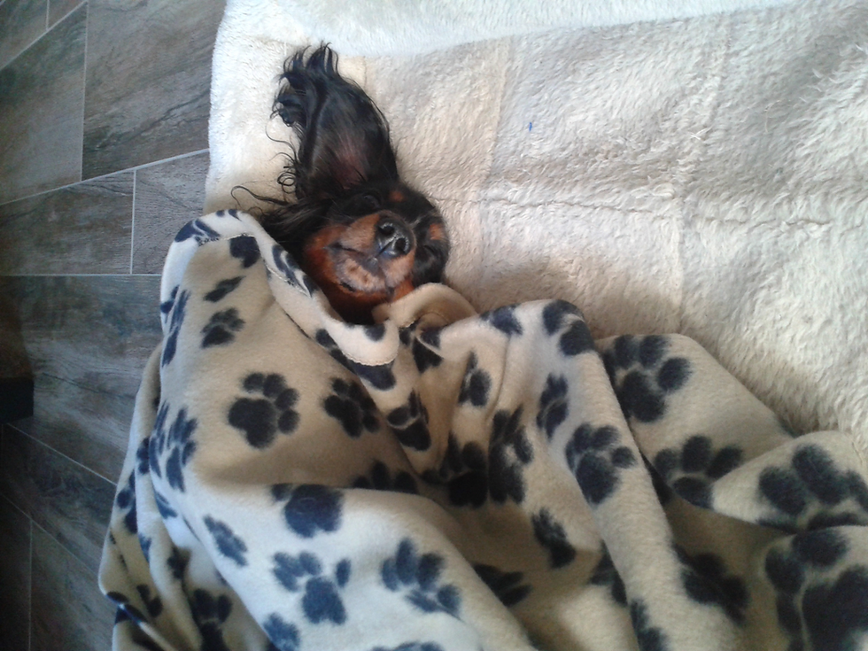 Langhaarteckel Deckrüde