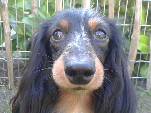 PRA und Katarakt Untersuchung