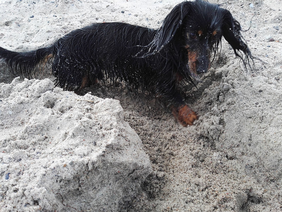 Langhaarteckel Deckrüde