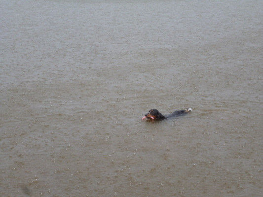 Langhaarteckel Deckrüde