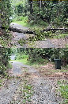 Home_Tree down_2.jpg