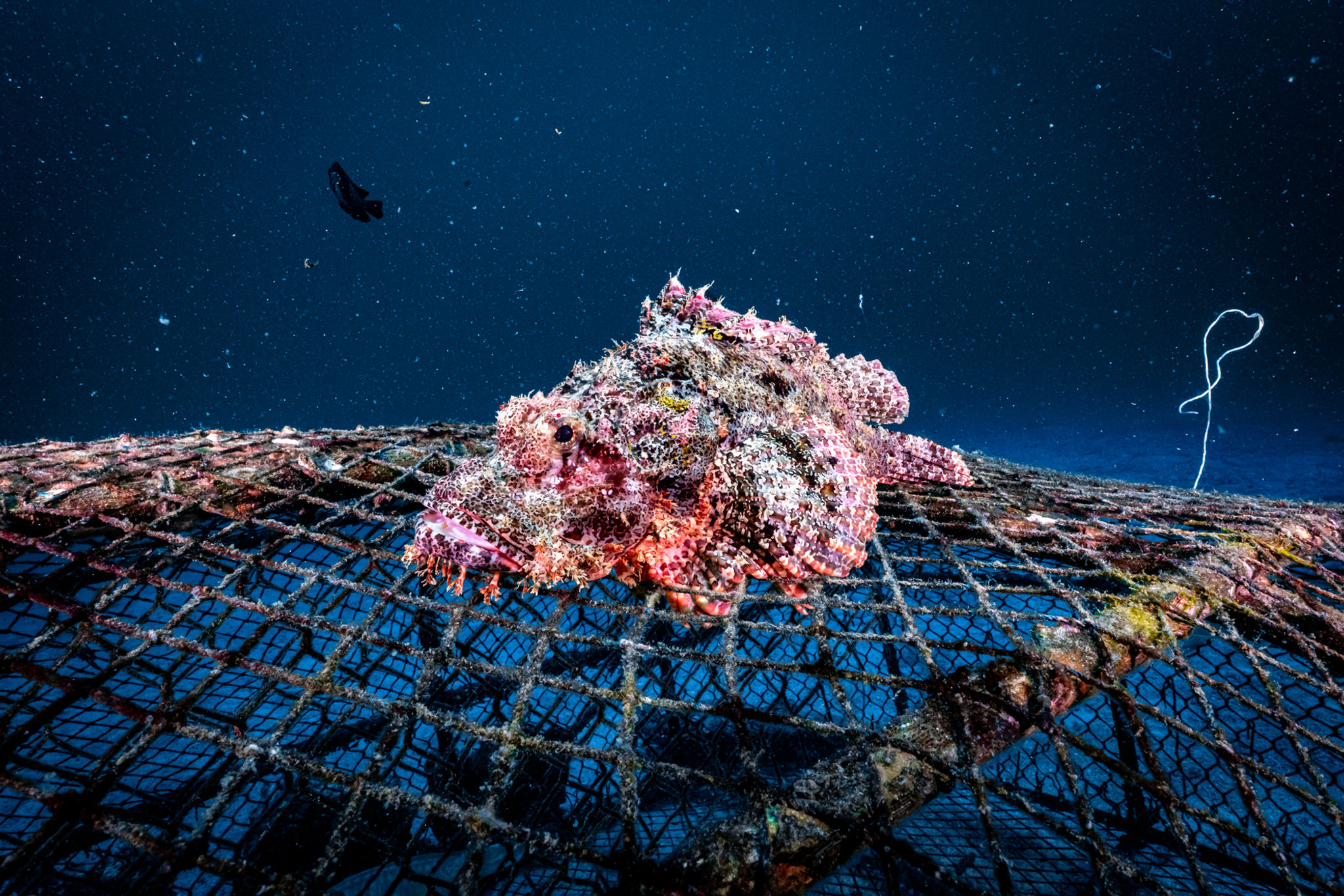 4 DAYS / 3 NIGHTS (12 dives) Option 4