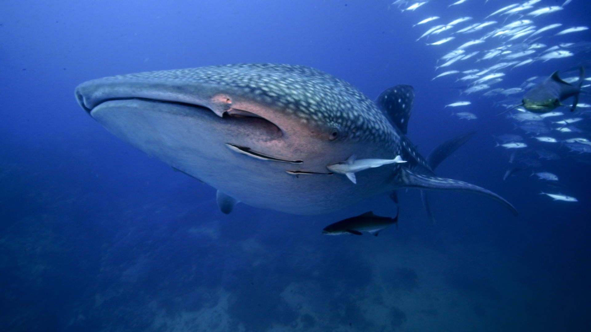 2 DAYS / 2 NIGHTS (8 dives) Option 1