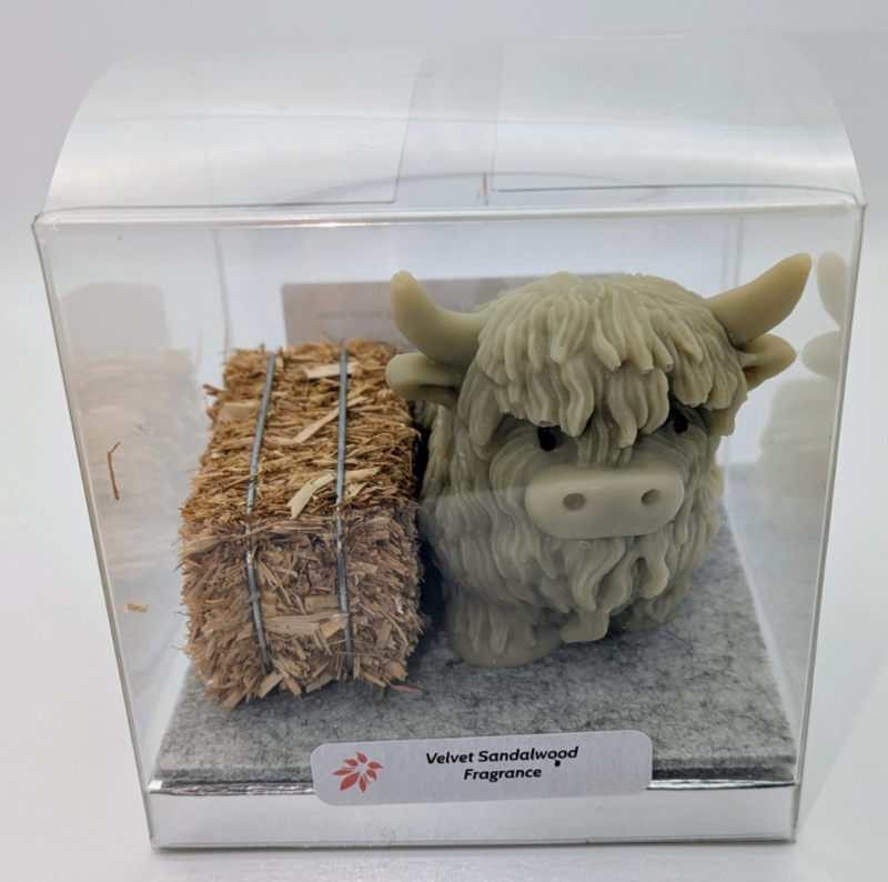 Thumbnail: Scottish Highland Cow with hay