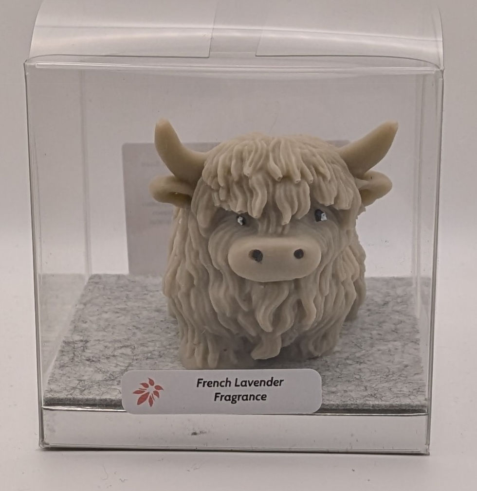 Thumbnail: Beautiful Scottish Highland Cow