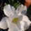 Thumbnail: Adenium " India " 5 Seeds