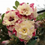 Thumbnail: Adenium " Peony " 5 Seeds
