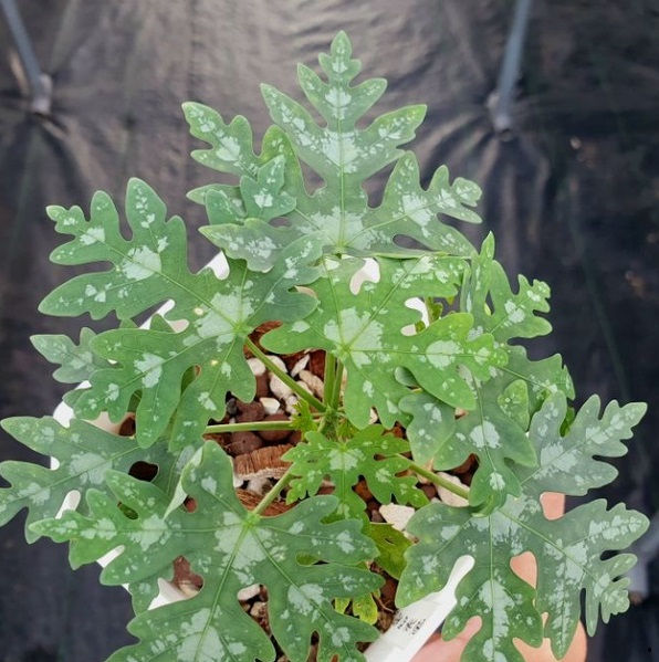 Thumbnail: Adenia Metamorpha Plant