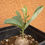 Thumbnail: Adenia sp. Novus Ghazi 3 Seeds