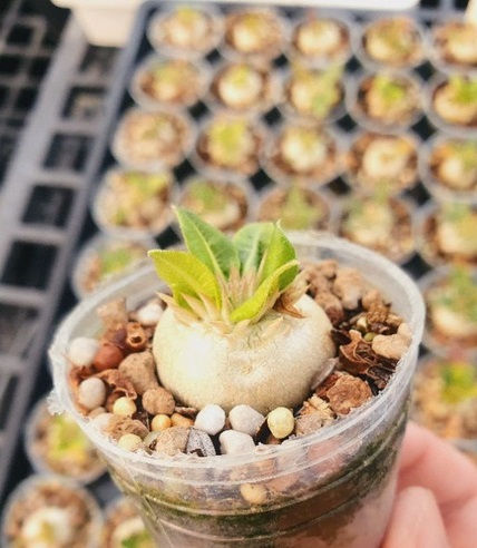 Thumbnail: Pachypodium brevicaule Plant