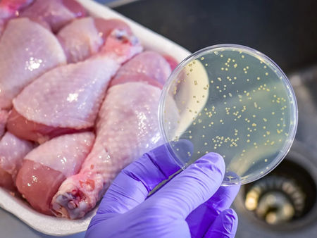 ‘생닭 오염’ 식중독 위협 여전