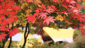 가을의 전설 품은 애기단풍 그늘 아래서
