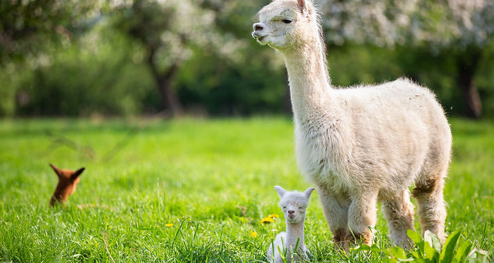 Scopri i nomi dei lama che ti accompagneranno durante la passeggiata.