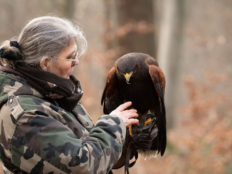 Un fauconnier et son rapace
