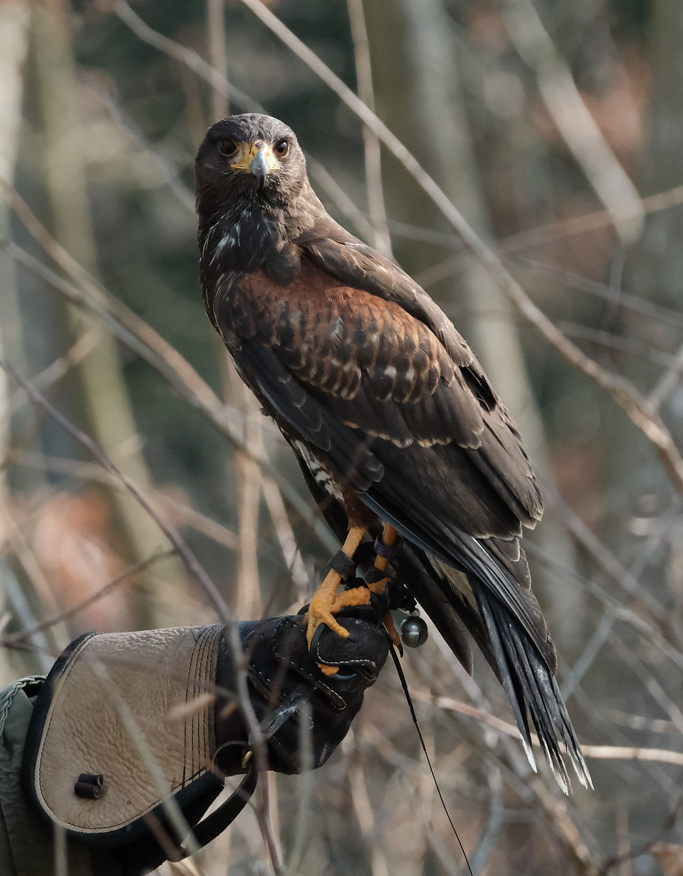 Buse de Harris, rapace de fauconnerie et d'effarouchement en entrainement
