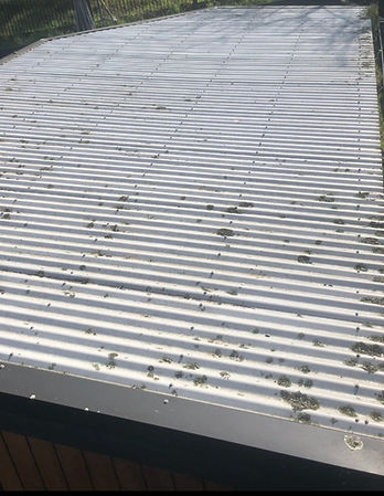 lichen on colorbond roof