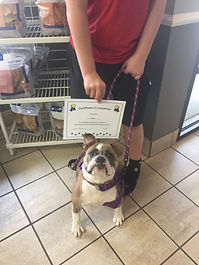 pets training