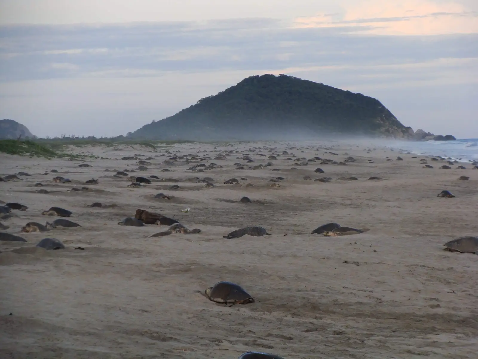 Sea Turtles