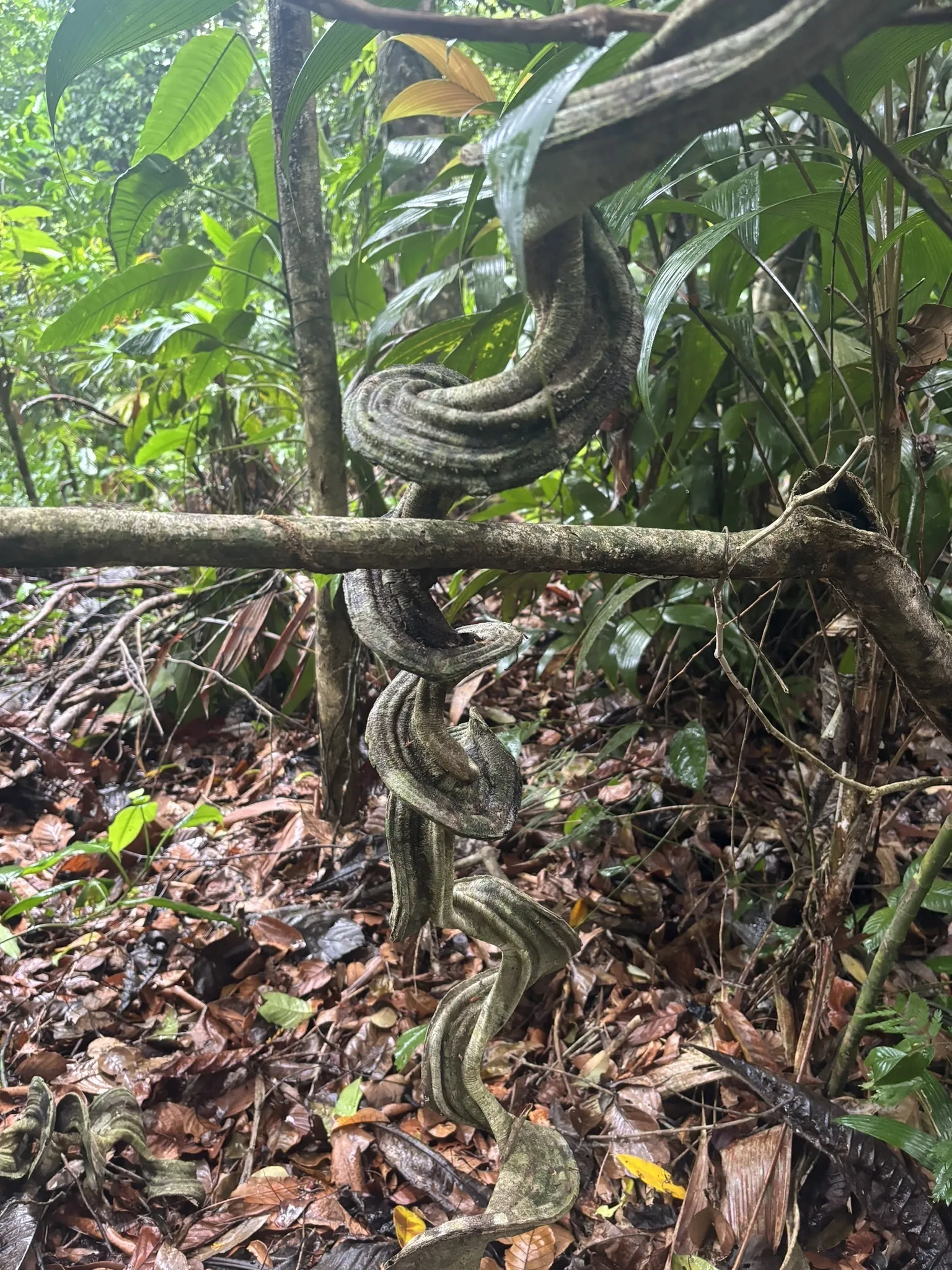 Kekoldi Waterfall Hike