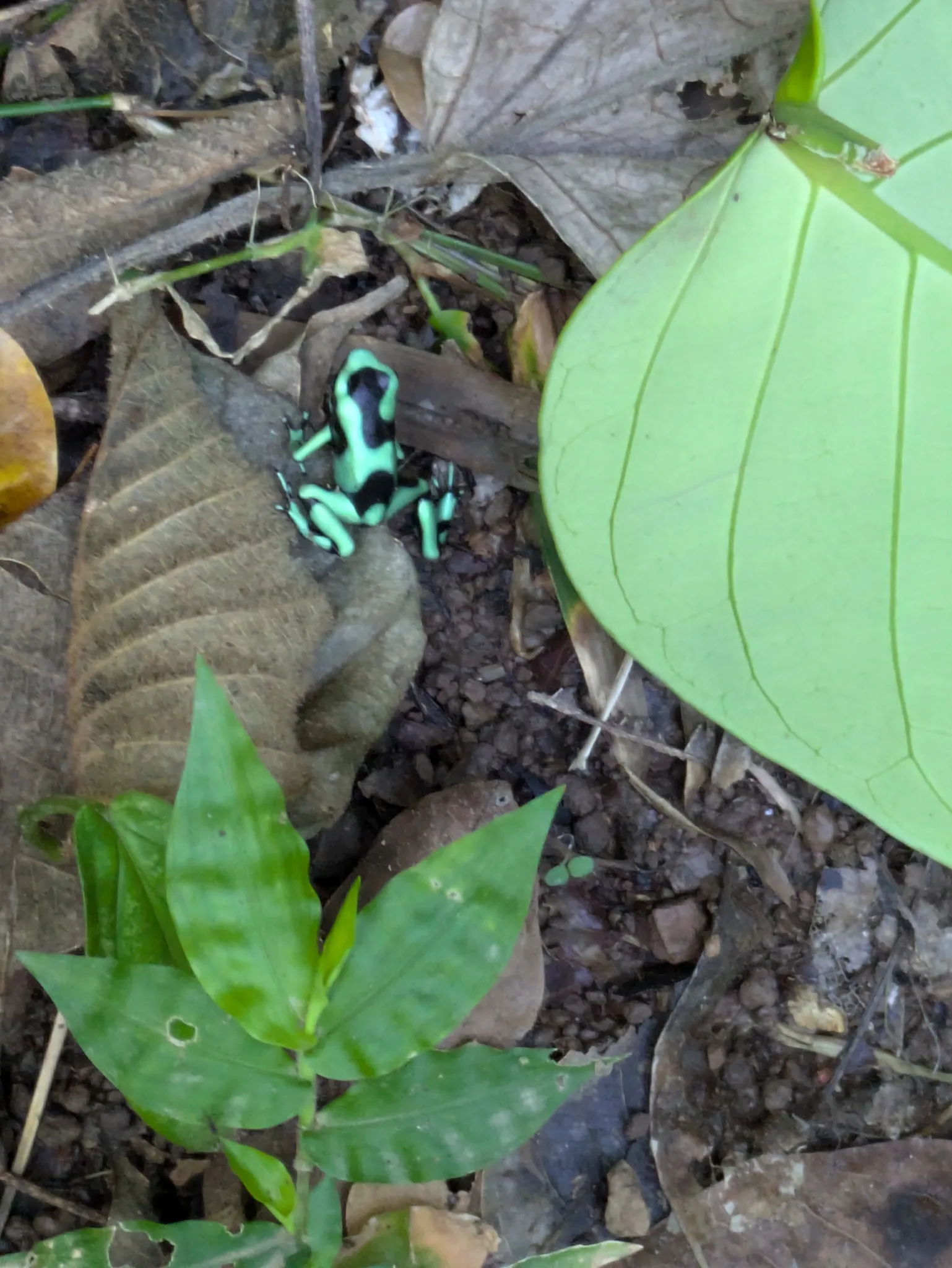 Kekoldi Waterfall Hike frog