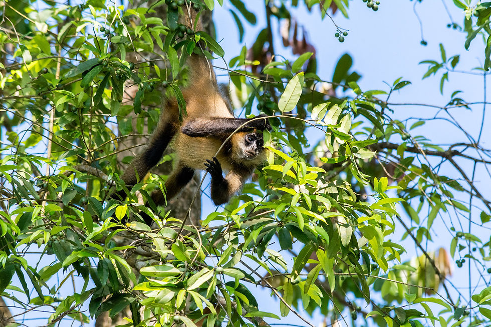 La faune du Costa Rica