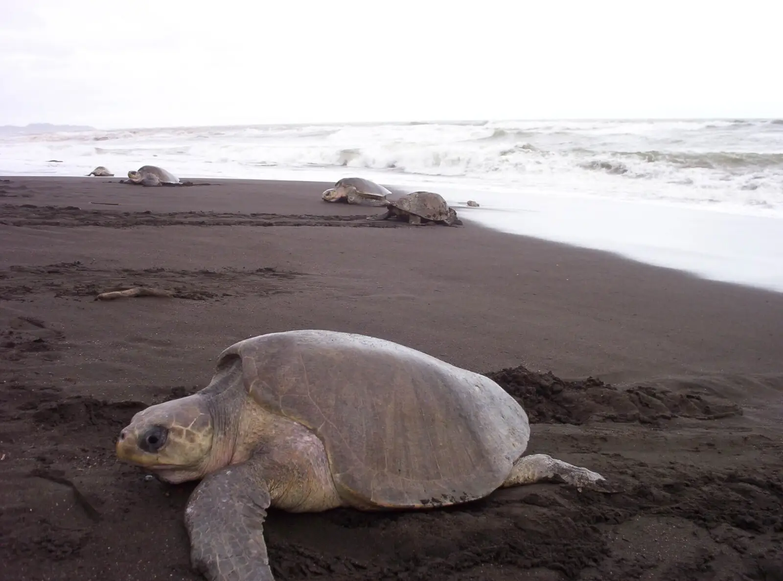 Sea Turtles