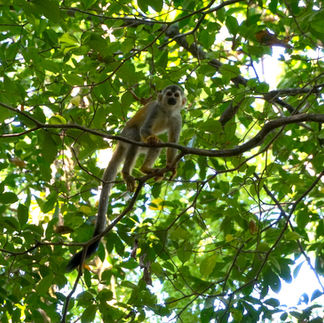 spider monkeys