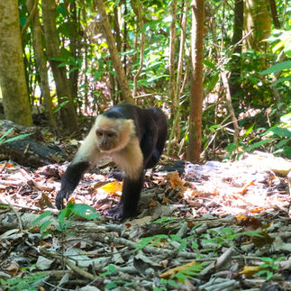 capucin monkeys