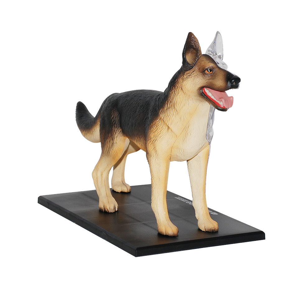 縮圖：狗解剖模型- 德國牧羊犬(622008)