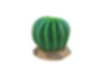 Golden Barrel Cactus