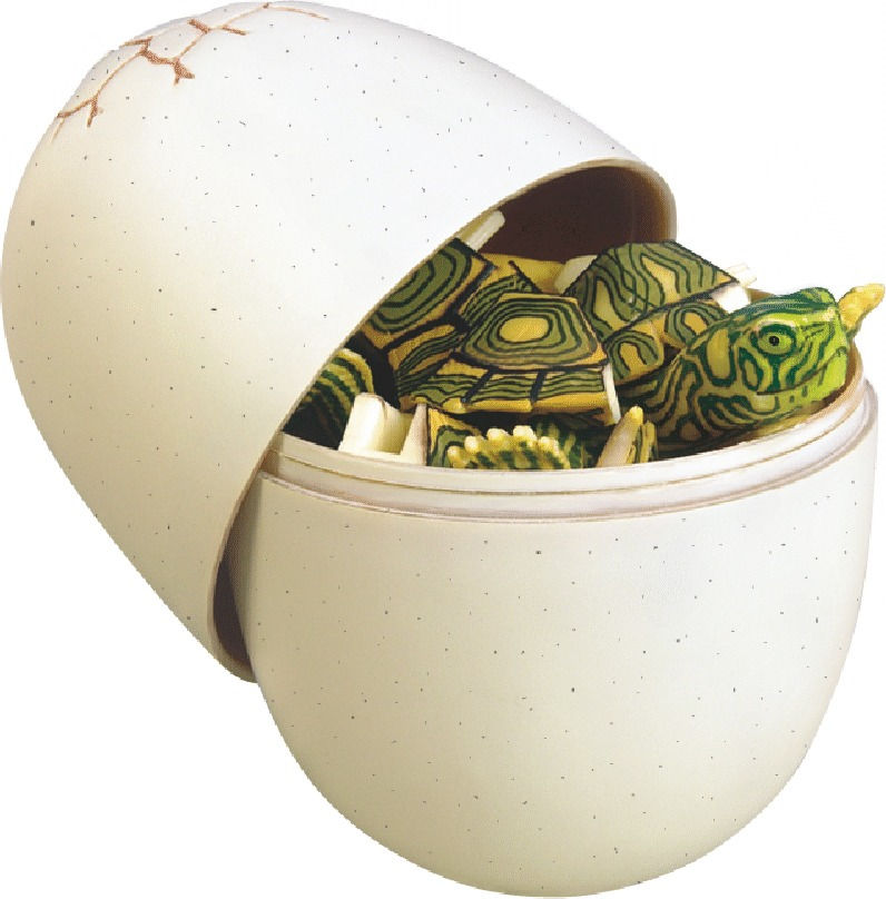 縮圖：動物4D拼圖- 印度星龜 1