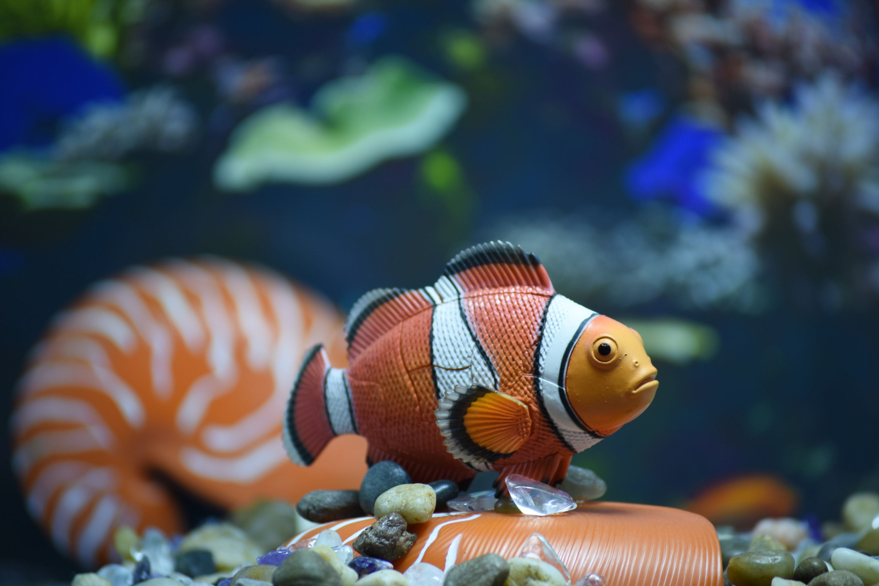 4D動物拼圖 - 小丑魚