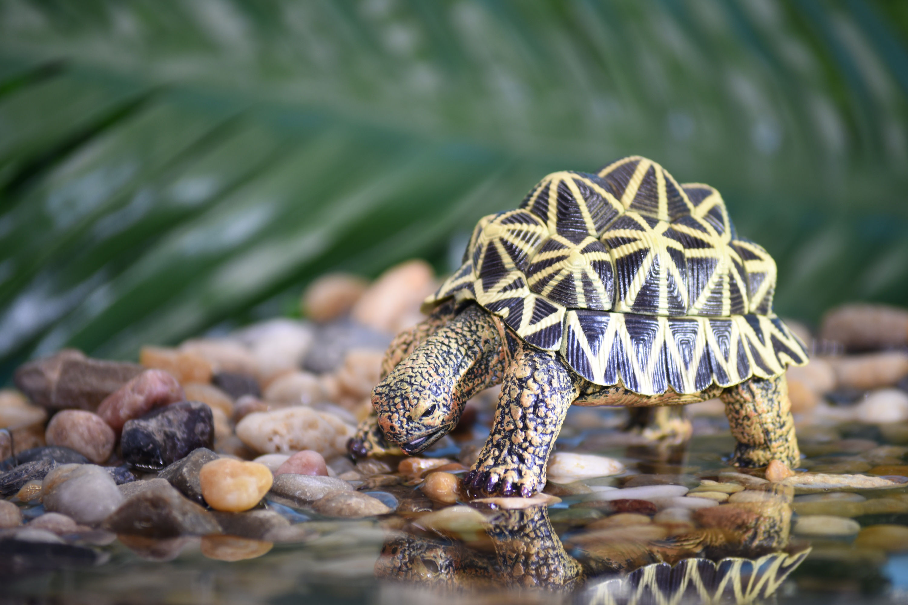 動物4D拼圖- 印度星龜 1