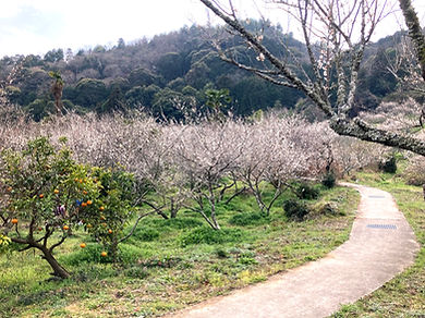 3月の開花を待つ梅林
