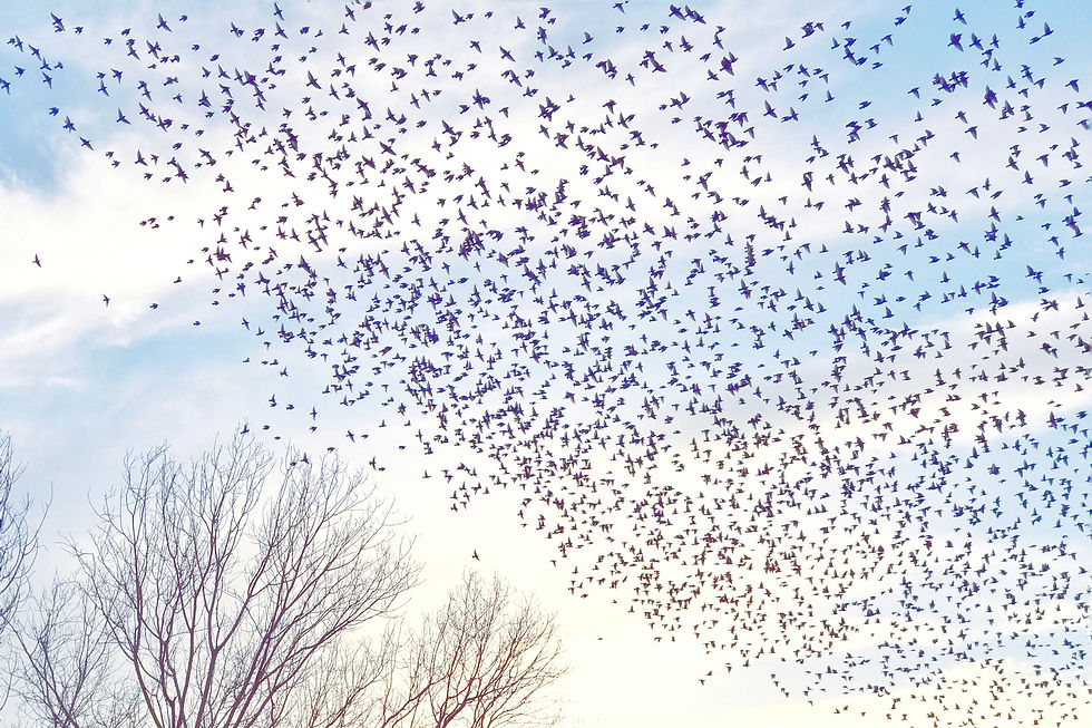 flock-birds-flying-sky (1).jpg