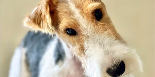 ワイアーフォックステリア