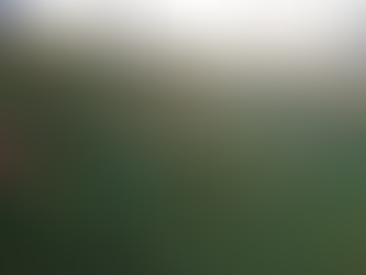 School Honours Remembrance Day with Poppy Display and Minute of Silence