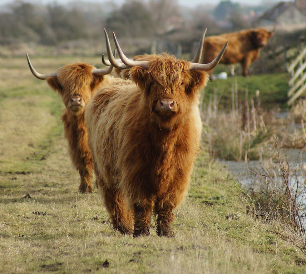 Highland cattle