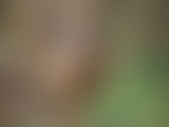 Study shows traditional ‘cut and burn’ benefits heathland birds