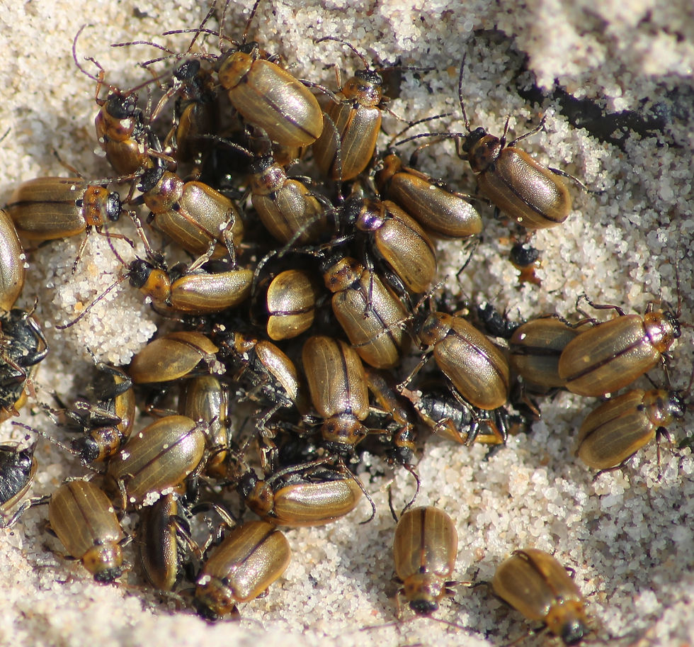 Heather beetles