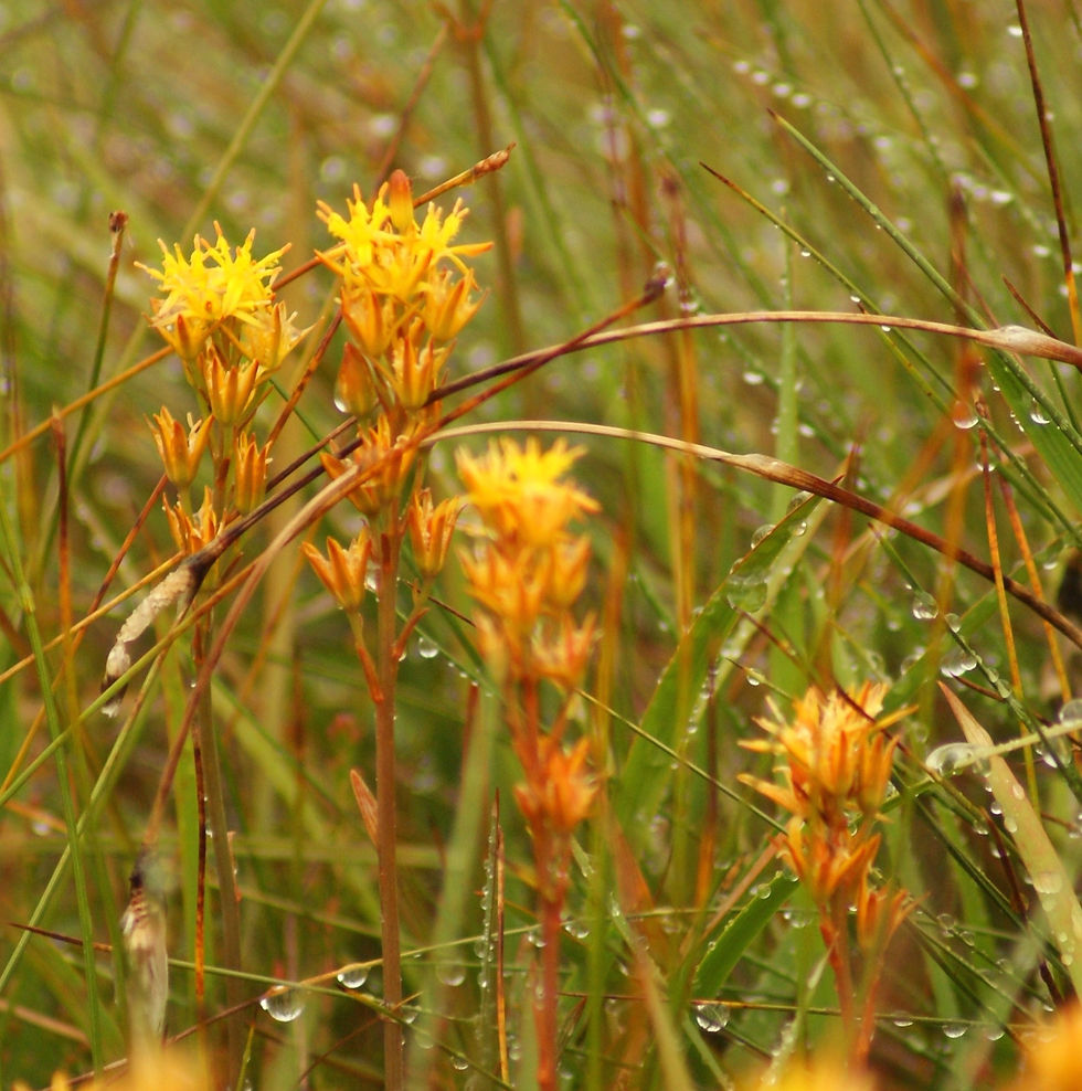 Bog asphodel